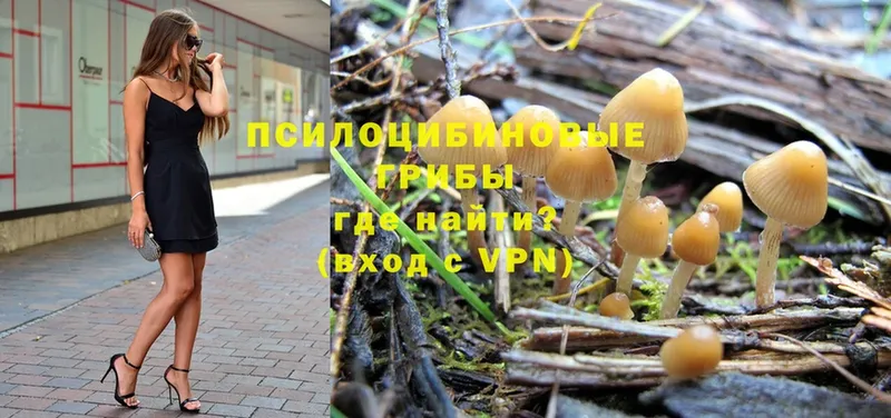 Галлюциногенные грибы Cubensis  мега tor  Александровск 